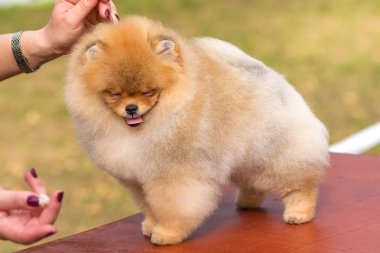 Köpek Spitz yakın çekim