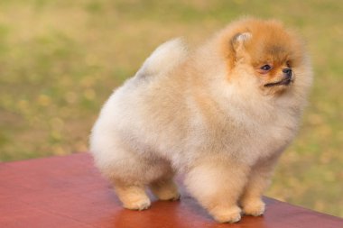 Köpek Spitz yakın çekim