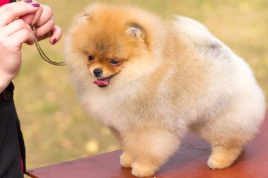 Köpek Spitz yakın çekim