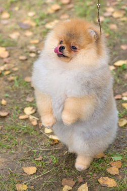 Köpek Spitz yakın çekim