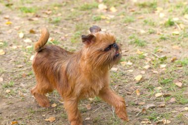Brussels Griffon köpek yakın çekim