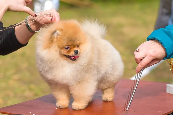 Saç kesimi köpekler profesyonel master