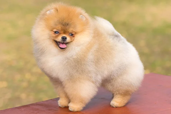 Köpek Spitz yakın çekim