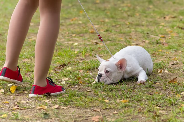 French Bulldog Close-up