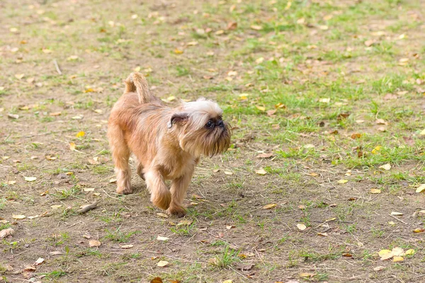 Brussels Griffon köpek yakın çekim