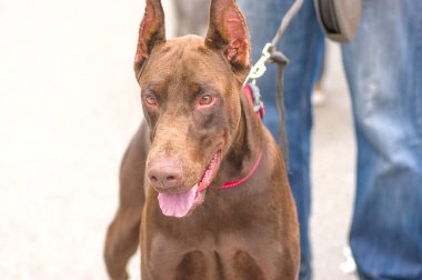 Doberman Pinscher köpek yakın çekim