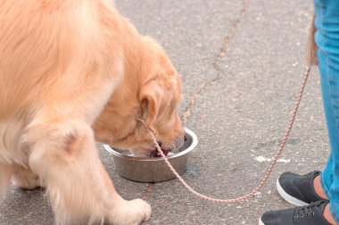 Büyük köpek yakın çekim