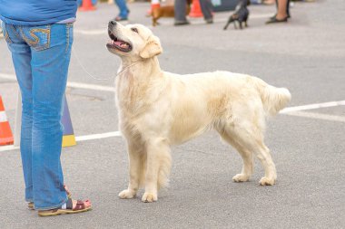Golden Retriever yakın çekim
