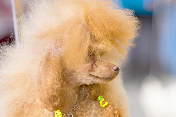 Close-up do cão Poodle — Fotografia de Stock