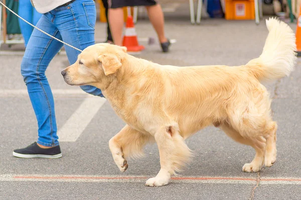 Golden Retriever yakın çekim