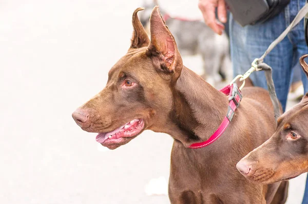 Doberman Pinscher köpek yakın çekim