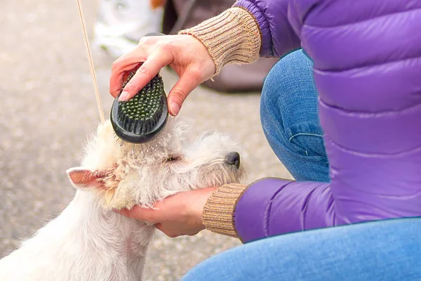 Saç kesimi köpekler profesyonel master