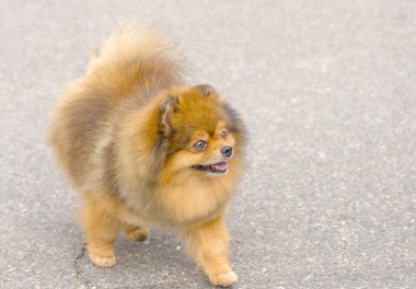 Köpek Spitz yakın çekim