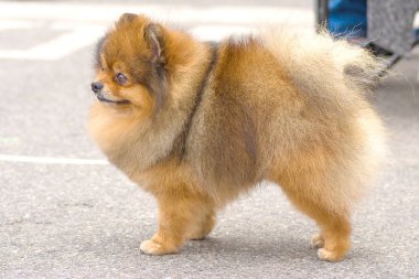 Köpek Spitz yakın çekim