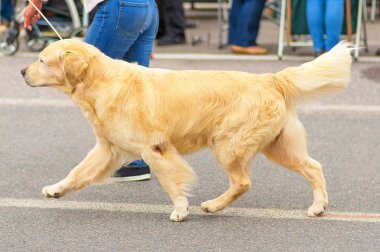 Golden Retriever yakın çekim