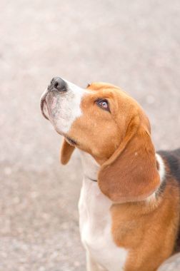 Beagle köpek yakın çekim