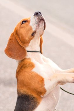Beagle köpek yakın çekim