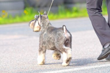 Küçük köpek yakın çekim