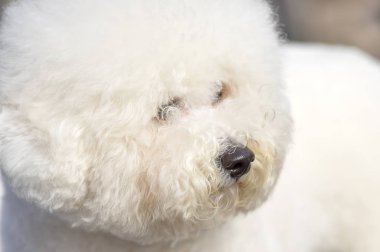 Bologna köpek yakın çekim