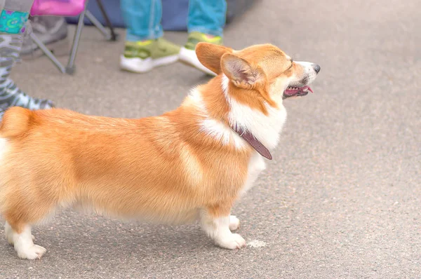 Galce Corgi yakın çekim — Stok fotoğraf