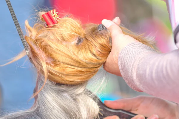 Perros corte de pelo maestro profesional —  Fotos de Stock