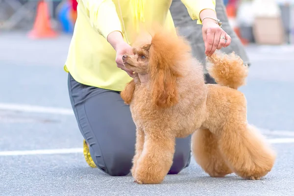 Dog Poodle close-up