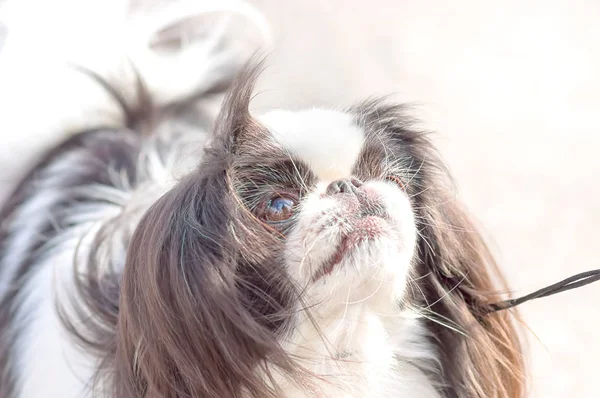 Şövalye Kral Charles Spaniel — Stok fotoğraf