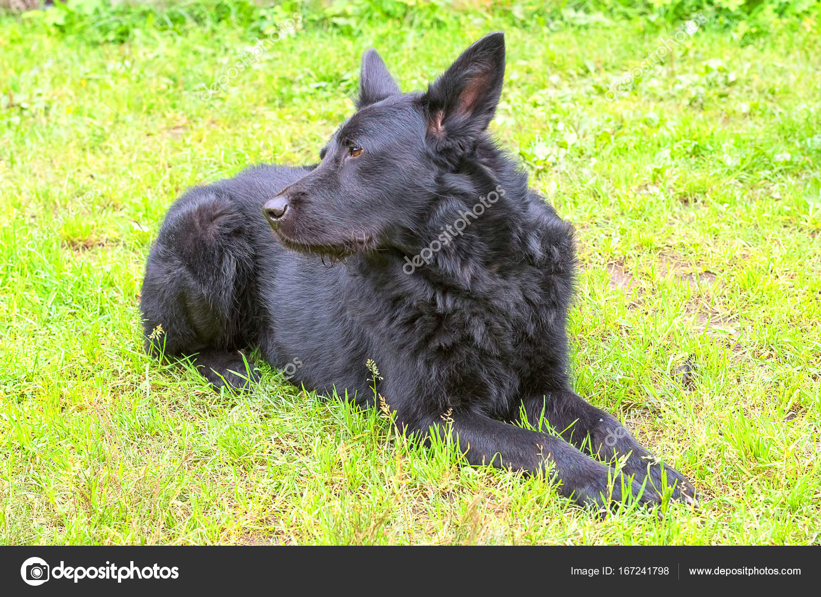 Chien De Berger Du Caucase Photographie Vizland 167241798