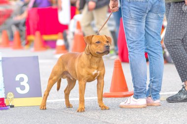 Dövüş köpek yakın çekim