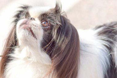 Şövalye Kral Charles Spaniel