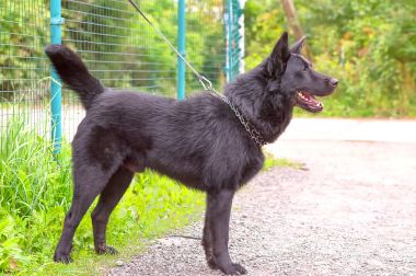 Kafkas Çoban Köpeği