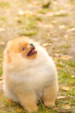 Köpek Spitz yakın çekim