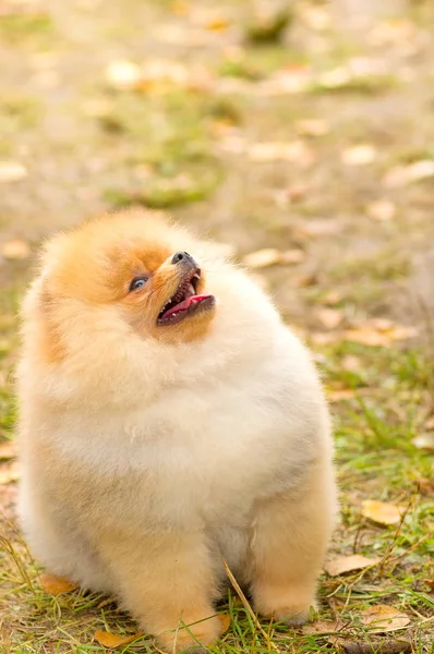 Köpek Spitz yakın çekim