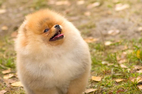 Köpek Spitz yakın çekim