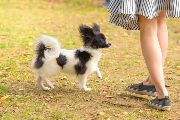 Spaniel Kontynentalny Papillon — Zdjęcie stockowe