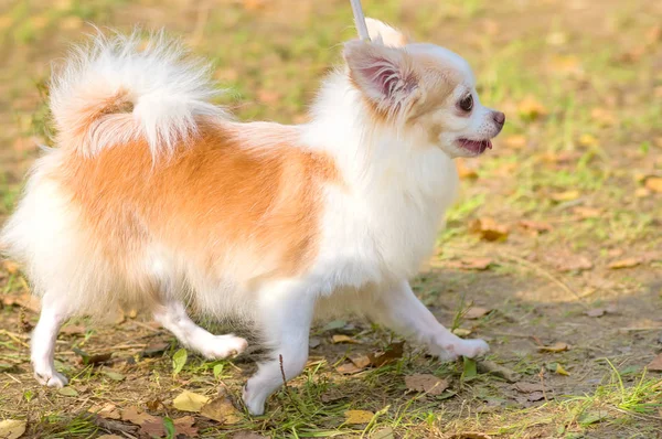 Chihuahua köpek yakın çekim — Stok fotoğraf