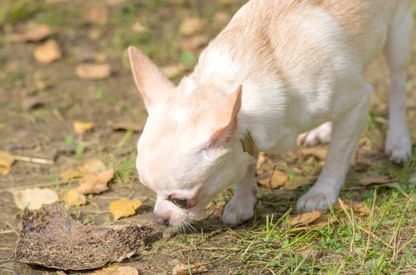 Chihuahua perro Primer plano — Foto de Stock