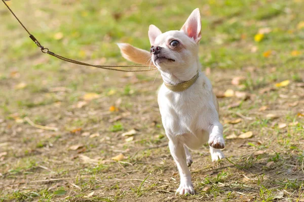 Chihuahua köpek yakın çekim — Stok fotoğraf