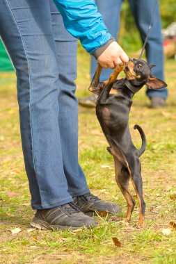 Küçük köpek yakın çekim