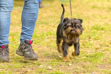 Brussels Griffon köpek yakın çekim