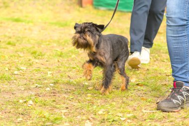 Brussels Griffon köpek yakın çekim