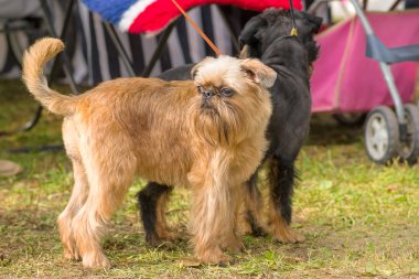 Brussels Griffon köpek yakın çekim