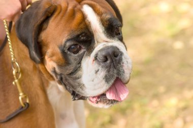 İngilizce Bulldog yakın çekim