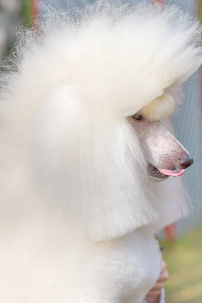 Close-up do cão Poodle — Fotografia de Stock