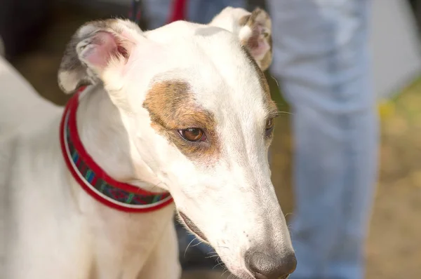 Cão de caça close-up — Fotografia de Stock