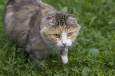 gri ve beyaz tekir kedi
