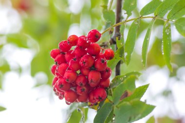 Kırmızı Rowan yakın çekim