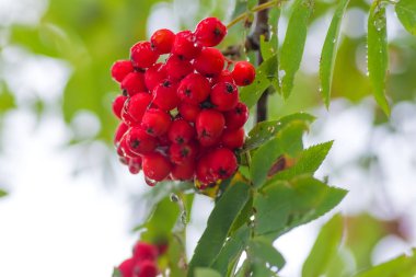 Kırmızı Rowan yakın çekim