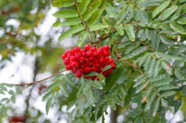 Kırmızı Rowan yakın çekim