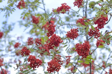 Kırmızı Rowan yakın çekim